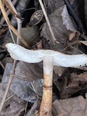 Lepiota