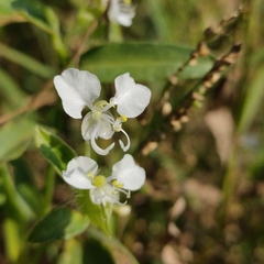 Commelina erecta