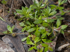 Xanthosia