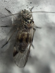 Clematostigma maculiceps