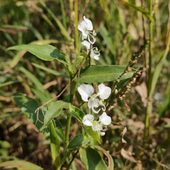 Commelina erecta