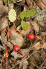 Rosa spithamea
