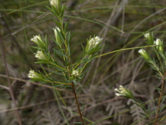 Pimelea linifolia