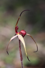 Caladenia douglasiorum