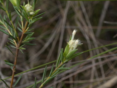 Pimelea linifolia