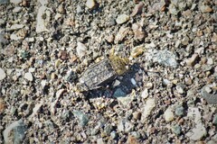 Thanatophilus lapponicus