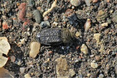 Thanatophilus lapponicus