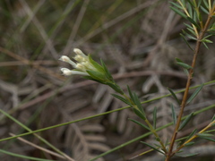 Pimelea linifolia
