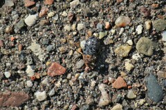 Dermestes undulatus