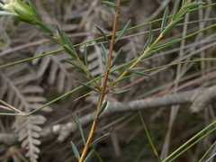 Pimelea linifolia