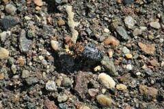 Dermestes undulatus