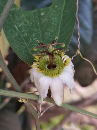 Passiflora cuneata, photograph 1