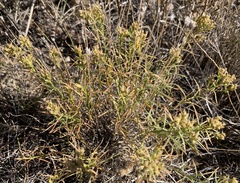 Gutierrezia sarothrae