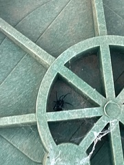 Latrodectus hesperus