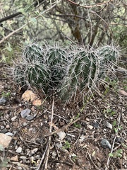 Echinocereus engelmannii fasciculatus