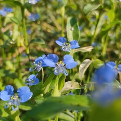 Commelina forskaolii