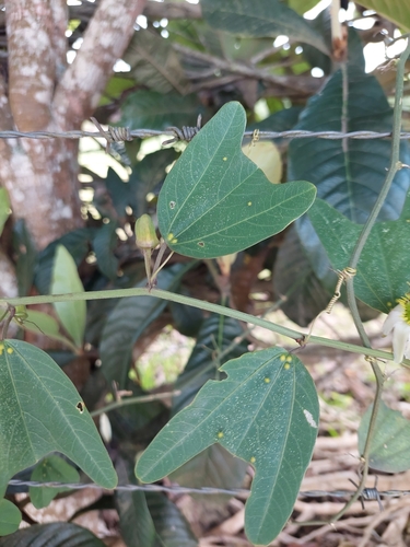 Passiflora cuneata, photograph 2