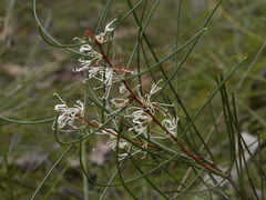 Hakea rostrata