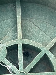 Latrodectus hesperus