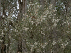 Hakea rostrata