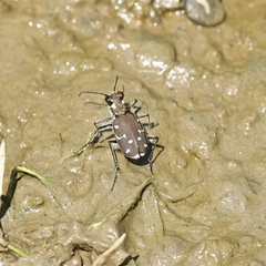 Cicindela duodecimguttata