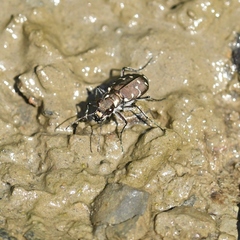 Cicindela duodecimguttata