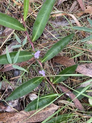 Eremophila debilis