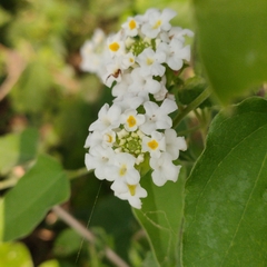 Lantana indica