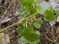 Hydrocotyle laxiflora