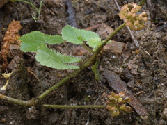 Hydrocotyle laxiflora