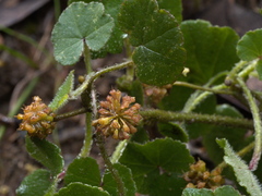 Hydrocotyle laxiflora
