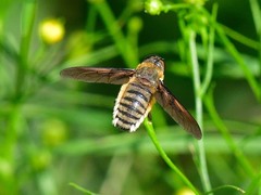 Poecilanthrax lucifer