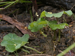 Hydrocotyle laxiflora