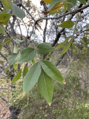 Fraxinus velutina