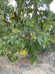 Fraxinus velutina