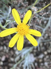 Senecio flaccidus