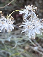Senecio flaccidus