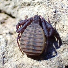 Pseudogarypus