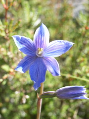 Thelymitra cyanea
