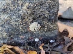 Semibalanus balanoides