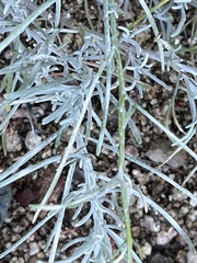 Senecio flaccidus