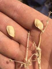 Lupinus subvexus subvexus