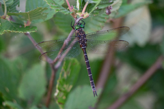 Somatochlora cingulata