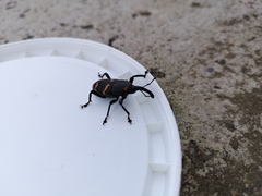 Cactophagus spinolae