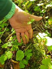 Claytonia