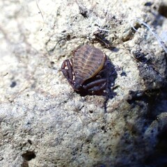 Pseudogarypus