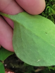 Claytonia