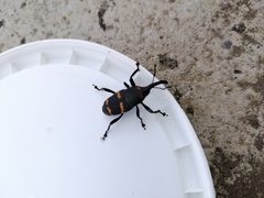 Cactophagus spinolae