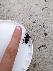Cactophagus spinolae