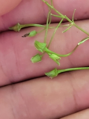 Claytonia